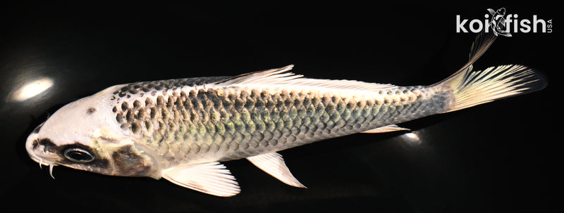 6.5" GIN MATSUBA