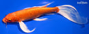10.75" ORENJI OGON BUTTERFLY