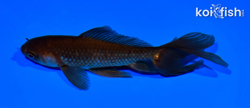 5.25" WAKIN GOLDFISH