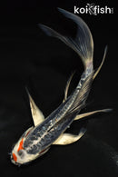 6" BENI KIKOKURYU BUTTERFLY