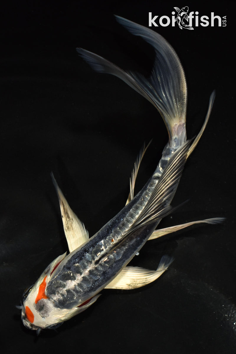 6" BENI KIKOKURYU BUTTERFLY