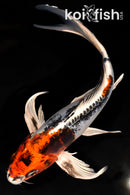 9.75" BENI KIKOKURYU BUTTERFLY