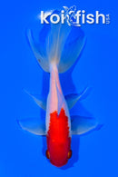 5.25" SARASA WATONAI GOLDFISH