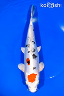 10.75" HEISEI NISHIKI