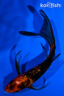 5.25" GINRIN ORENJI BEKKO BUTTERFLY