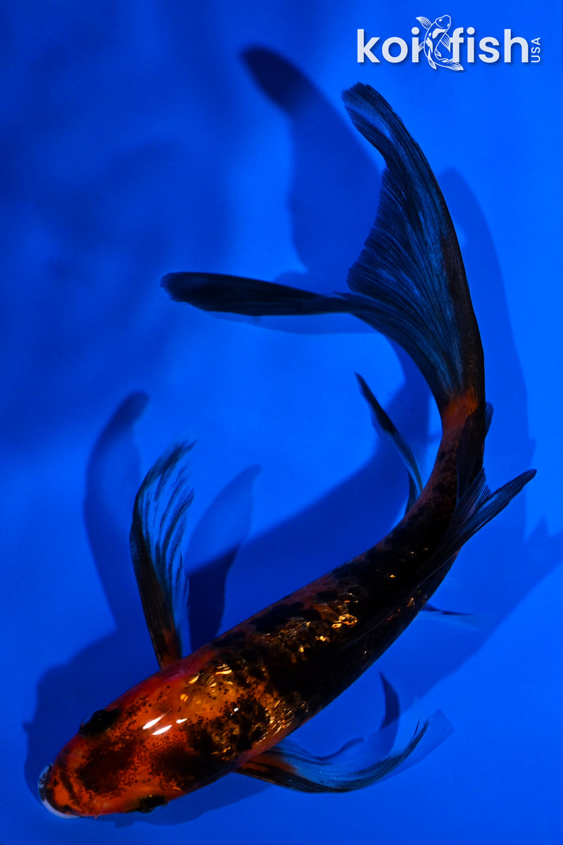 5.25" GINRIN ORENJI BEKKO BUTTERFLY