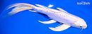 8.25" DOITSU PLATINUM OGON BUTTERFLY