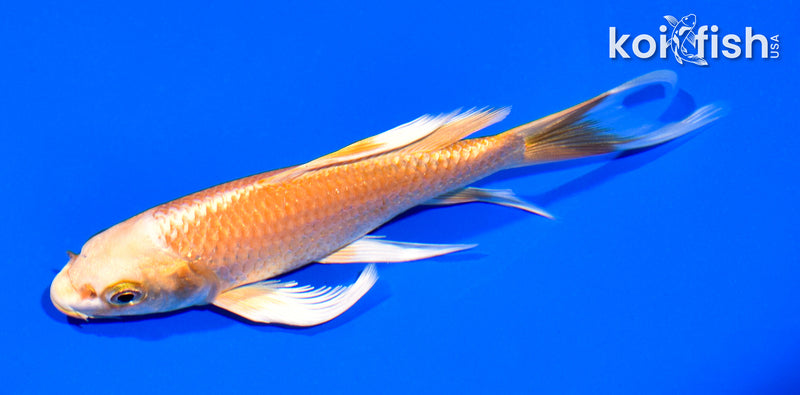 5.5" ORENJI OGON BUTTERFLY