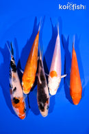PACK OF (5) 4-5" STANDARD KOI