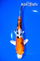 7.75" HEISEI NISHIKI