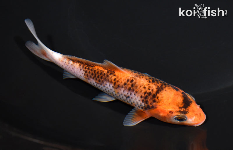 5" GOROMO