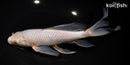 9.25" SORAGOI BUTTERFLY