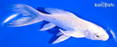 5.75" PLATINUM OGON BUTTERFLY