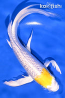 8" GINRIN LEMON HARIWAKE BUTTERFLY