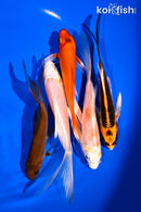 PACK OF (5) 4.5-6" BUTTERFLY KOI
