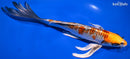 9.75" KUJAKU BUTTERFLY