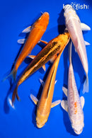 PACK OF (5) 5.25-5.75"  STANDARD KOI