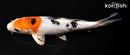 6.75" YAMATO NISHIKI