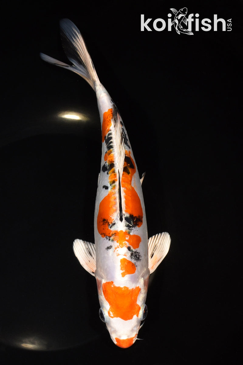 9" HEISEI NISHIKI