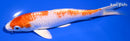 7" HARIWAKE
