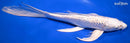 10.75" GINRIN PLATINUM OGON BUTTERFLY
