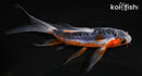 4.75" HI SHUSUI BUTTERFLY