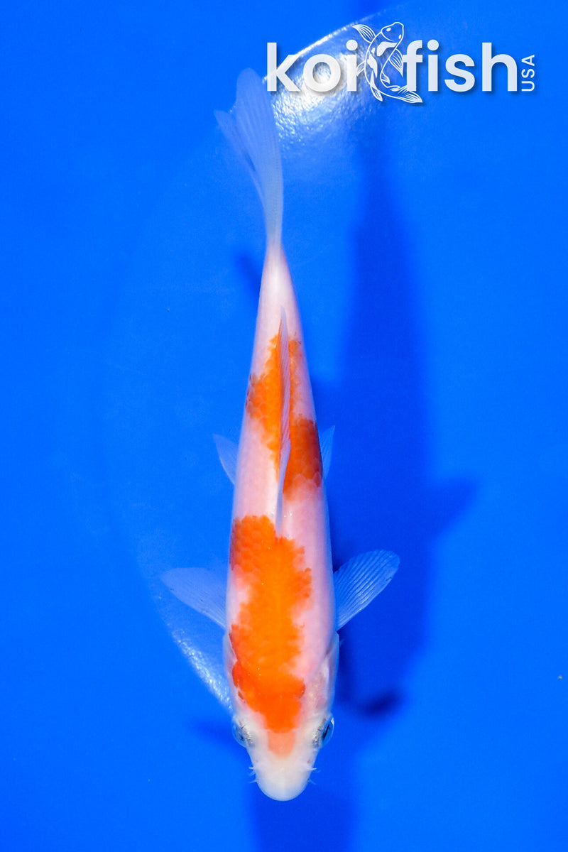 4.5" KOHAKU