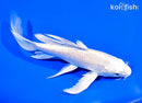 7.5" PLATINUM OGON BUTTERFLY