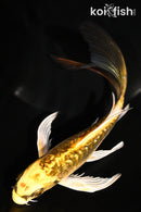 6.5" GINRIN ARAGOKE KIN KIKOKURYU BUTTERFLY