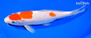 9.5" KOHAKU
