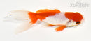 4" WAKIN GOLDFISH