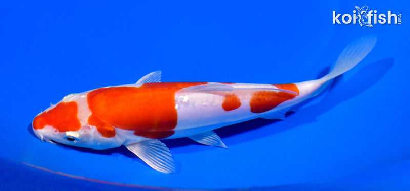 7.25" KIKUSUI