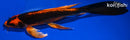 10.25" ORENJI MATSUBA BUTTERFLY