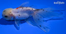 5.25" CALICO LIONHEAD ORANDA GOLDFISH