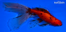6.25" CALICO WATONAI GOLDFISH