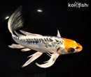 10" BENI KIKOKURYU BUTTERFLY