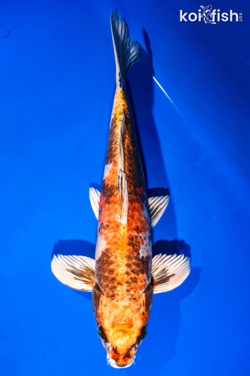 16.25" KIN HI SHOWA