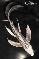 8" KIKOKURYU BUTTERFLY