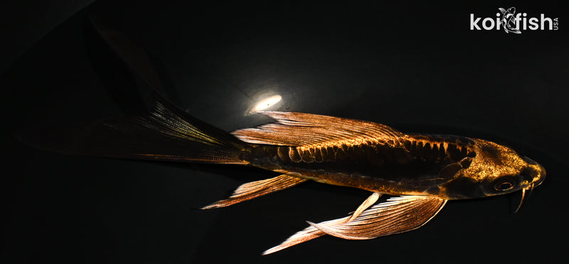 6.5" BENI KIKOKURYU BUTTERFLY