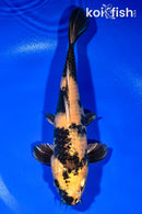 10.25" KIN KI UTSURI