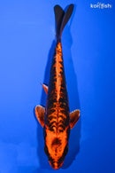 7" BENI KIKOKURYU
