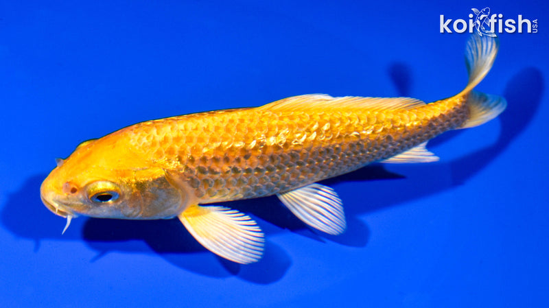 6" GINRIN YAMABUKI OGON