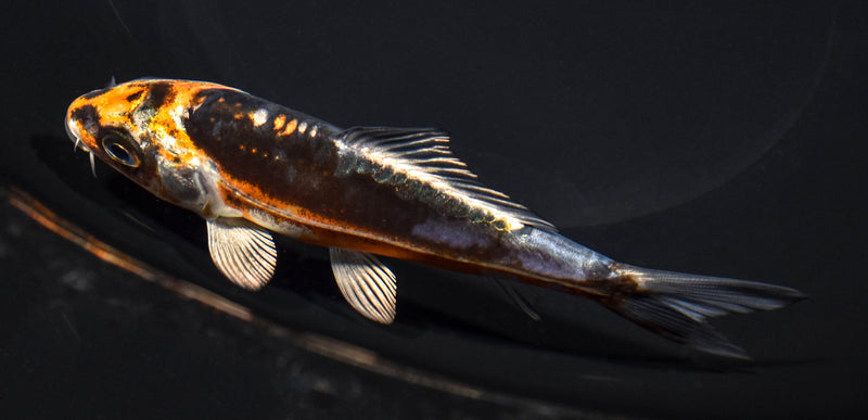 5" BENI KIKOKURYU