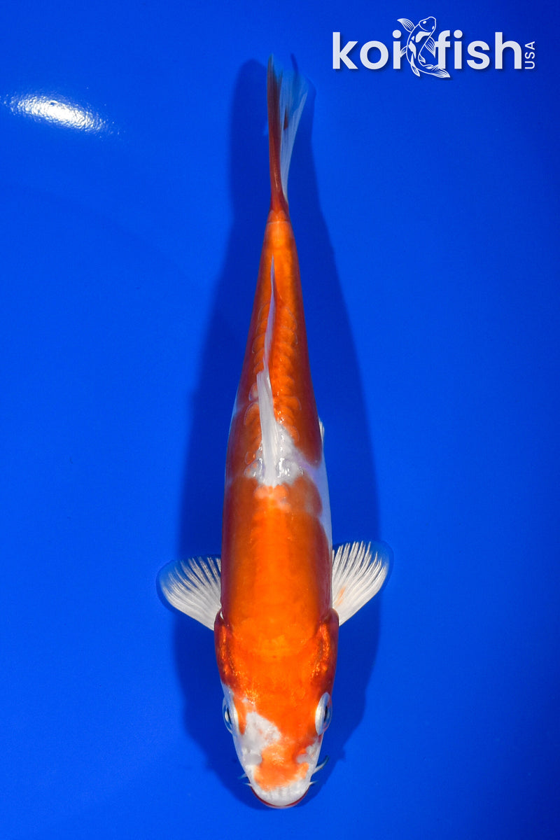 6.25" KIKUSUI