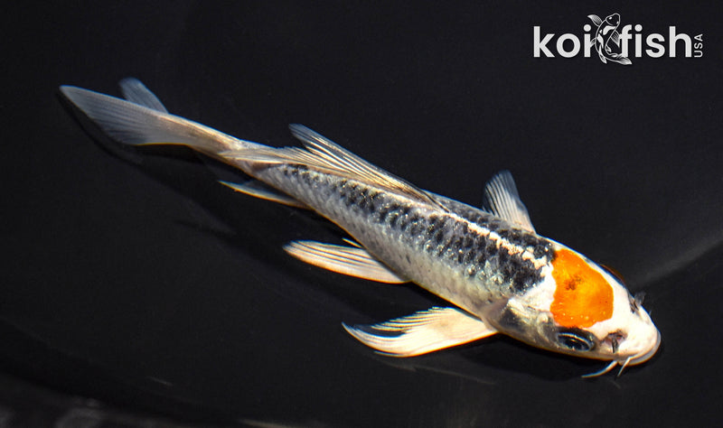 5.75" TANCHO KUJAKU BUTTERFLY