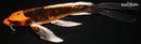 9" KUJAKU BUTTERFLY