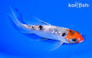 6" GINRIN SANKE BUTTERFLY
