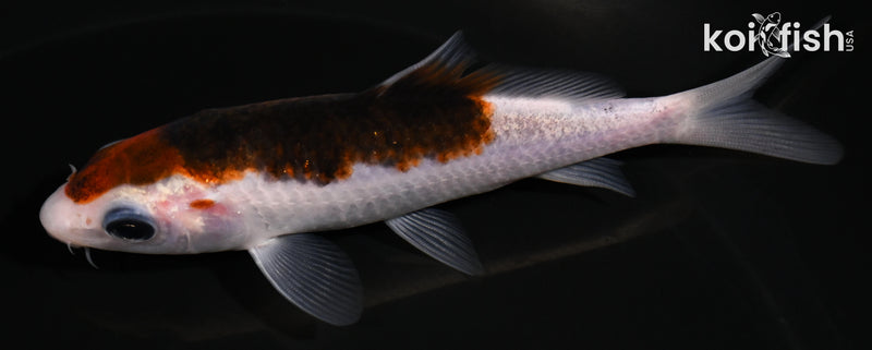 4" GOROMO