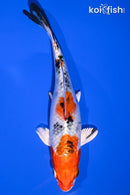 6.75" YAMATO NISHIKI
