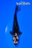 5.75" GINRIN MATSUKAWABAKE